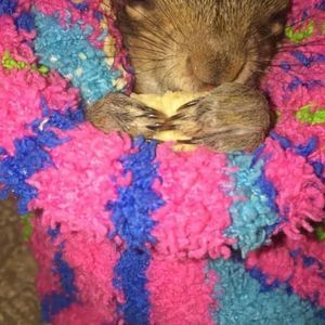 Meet your Posher, Jamiriyah